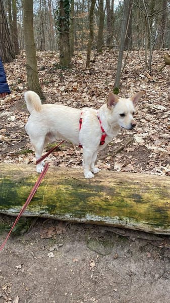 kleiner Jack aus Potsdam