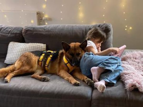 Schäferhündin Doro sucht ein Zuhause