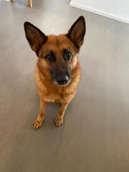 Schäferhündin Doro sucht ein Zuhause