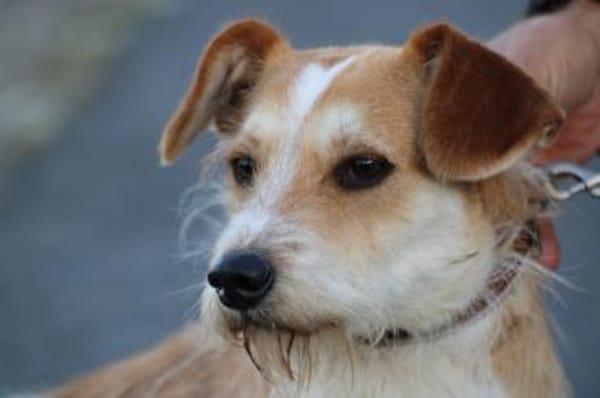 Memo - goldiger, verspielter Jungrüde