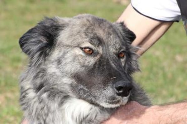 Sira - zutraulich u. verschmust