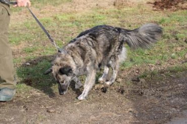 Sira - zutraulich u. verschmust