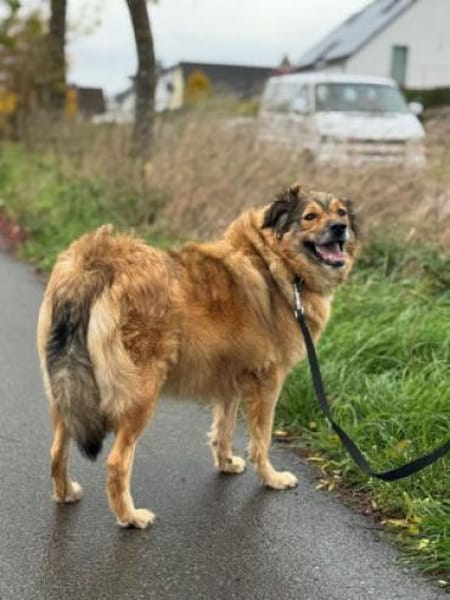 Ben - klug, liebenswert, willenstark