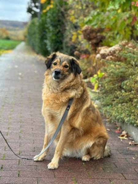 Ben - klug, liebenswert, willenstark