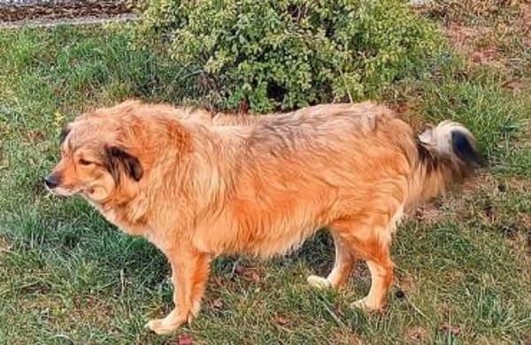 Ben - klug, liebenswert, willenstark