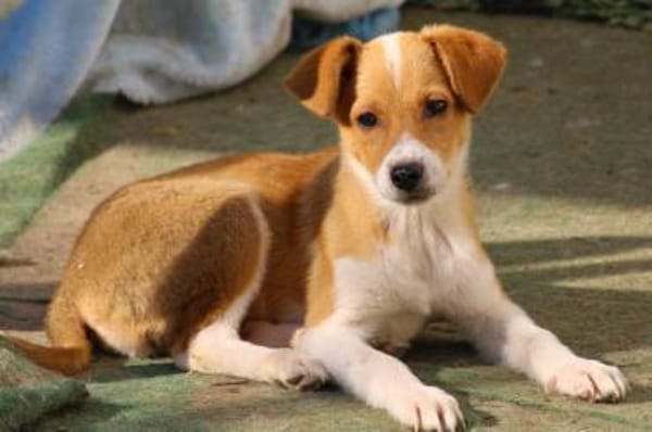 Barby auf Pflegestelle in Hessen