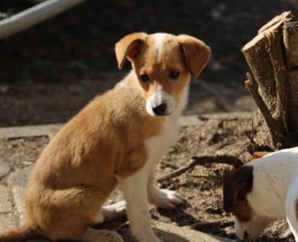 Barby auf Pflegestelle in Hessen