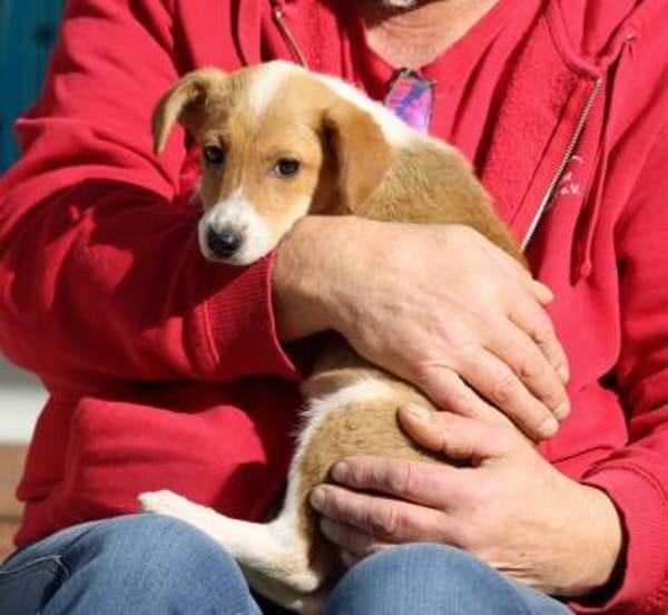 Barby auf Pflegestelle in Hessen
