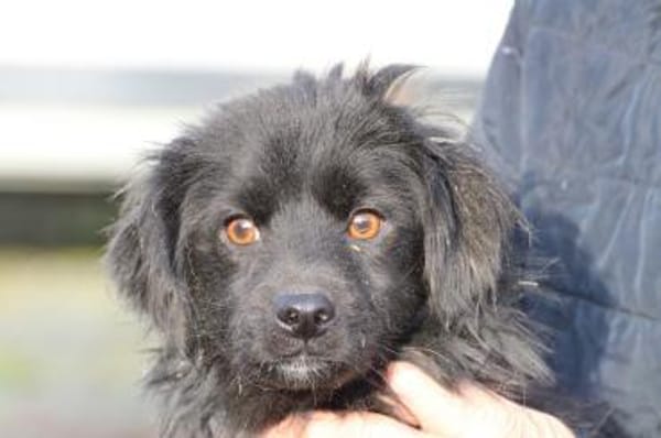 Juna - goldiger, verspielter Jungrüde