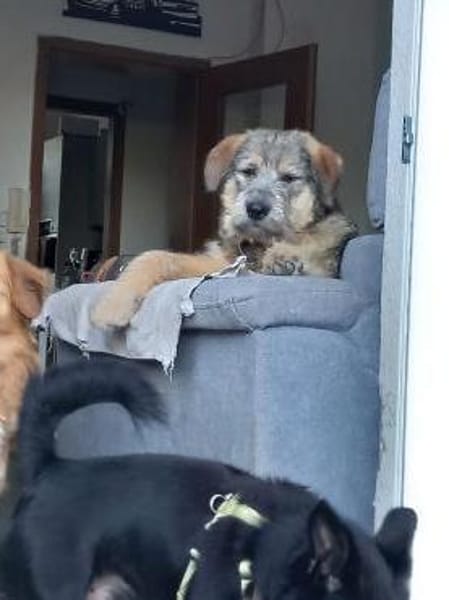 Mausi wartet auf ihren Menschen