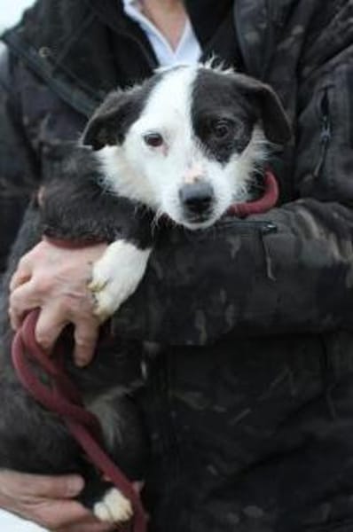 Niria - kinderlieb u. verspielt