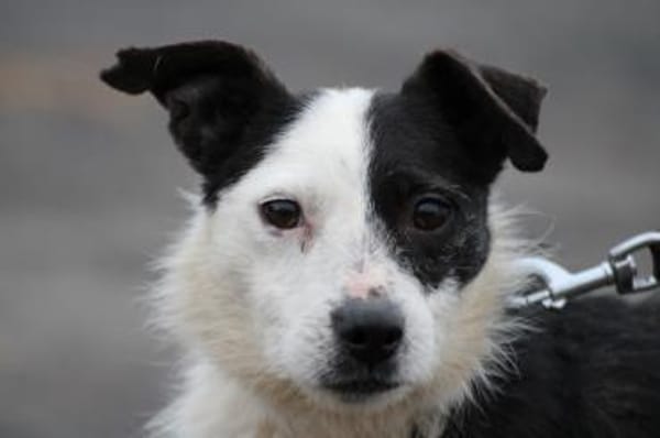 Niria - kinderlieb u. verspielt