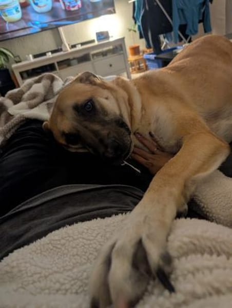 Pepe - sucht ein liebevolles Zuhause