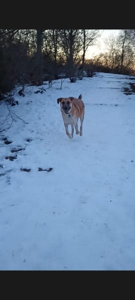 Pepe - sucht ein liebevolles Zuhause