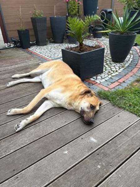 Pepe - sucht ein liebevolles Zuhause