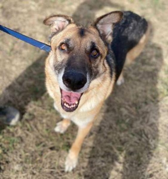 VILLY, freundlich und verträglich