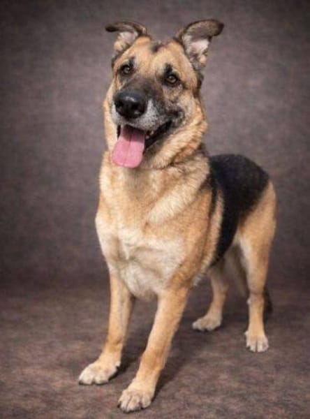 VILLY, freundlich und verträglich