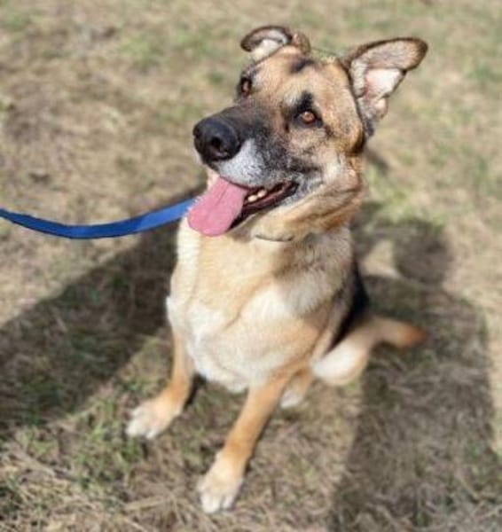 VILLY, freundlich und verträglich