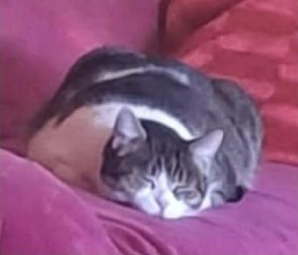 Merida sucht ein Zuhause mit Freigang