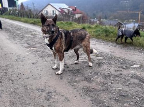 Wunderschöne Emma sucht ein Zuhause