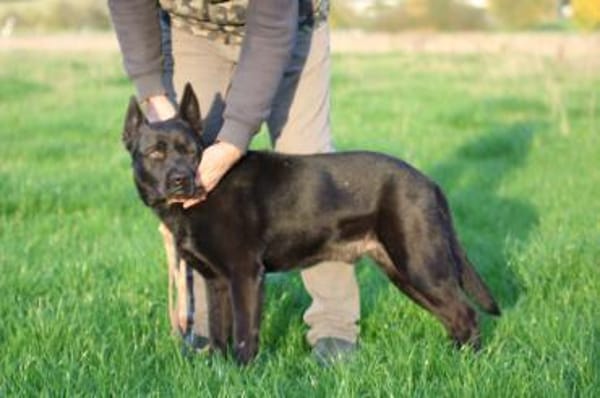 Kiono - zutraulich u. umgänglich