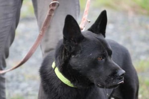 Kiono - zutraulich u. umgänglich