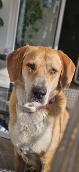 Liebevolle Milk sucht ein Zuhause