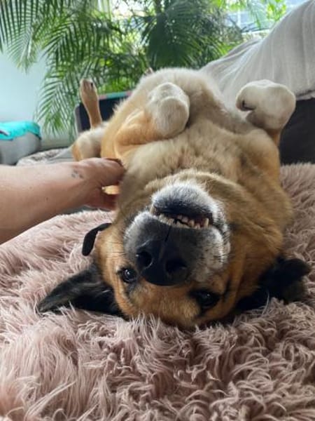 Senior Rico sucht ein Zuhause