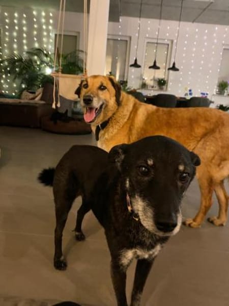 Senior Rico sucht ein Zuhause