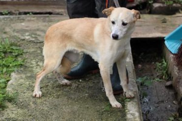 Geona - sehr lieb u. verschmust