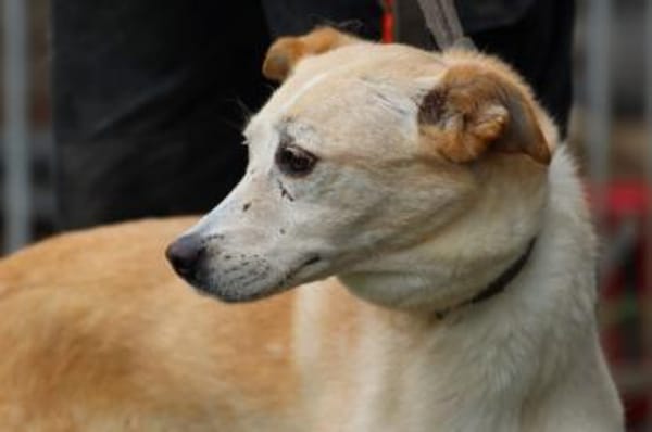 Geona - sehr lieb u. verschmust