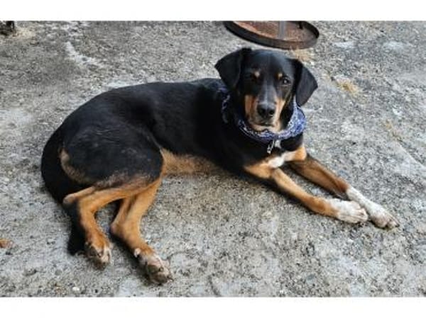 Leon  wartet in 56355 Endlichhofen