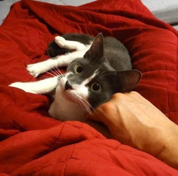 Carlos sucht liebevolle Dosenöffner