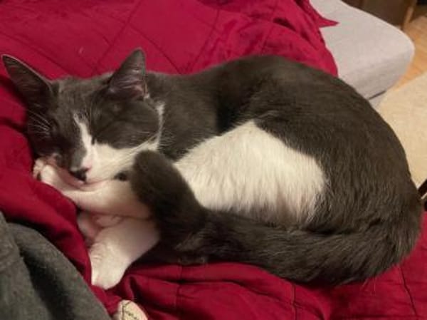 Carlos sucht liebevolle Dosenöffner