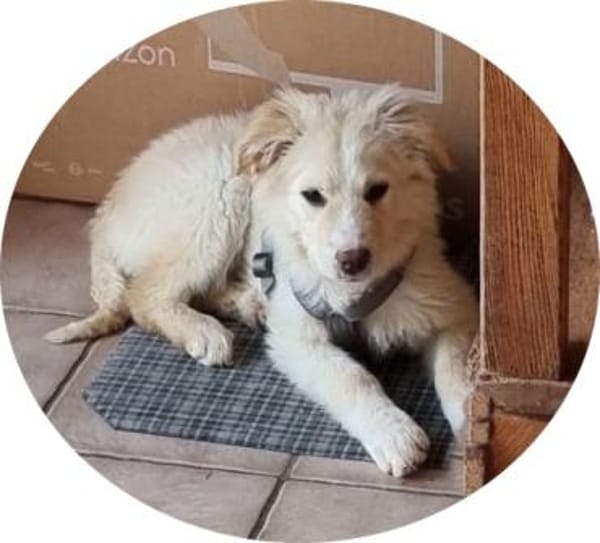 Kaily sucht Ihr Zuhause