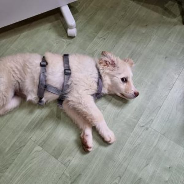 Kaily sucht Ihr Zuhause