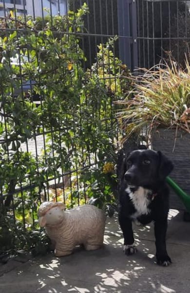 Venja  braucht emphatische Menschen