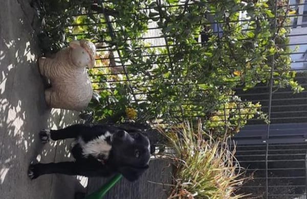 Venja  braucht emphatische Menschen