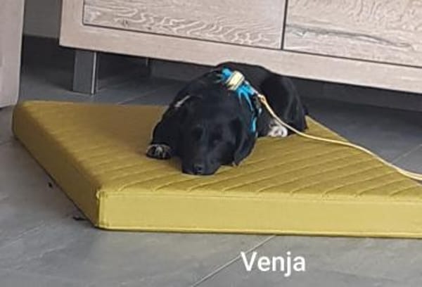 Venja  braucht emphatische Menschen