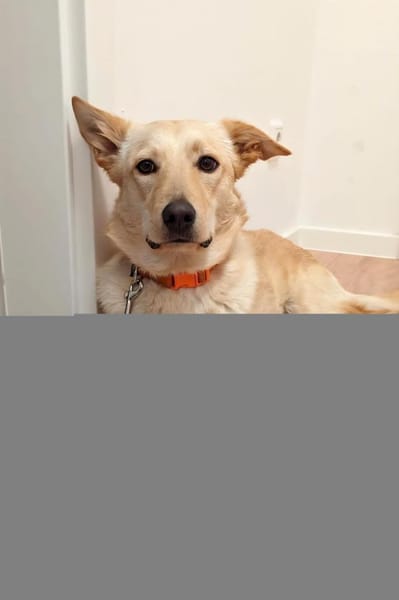 Tolle Ceci, sehr aktiv, kinderlieb sucht