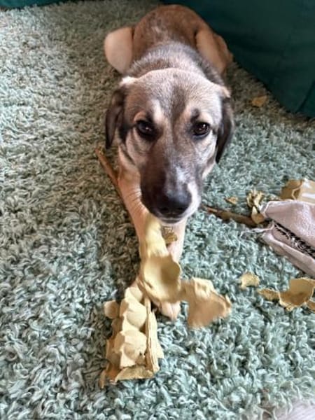 junge Dua,58cm,18 kg wartet bei Augsburg