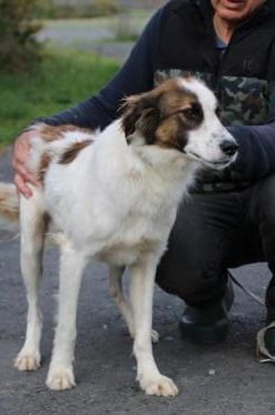 Tamas - unkomplizierter Jungrüde