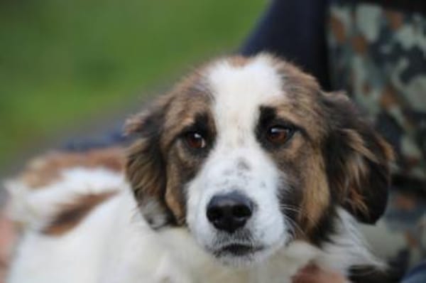 Tamas - unkomplizierter Jungrüde