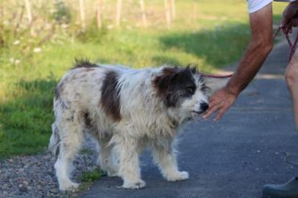 Kyreo - verschmust u. sehr lieb