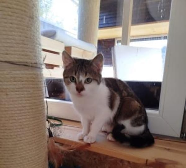 Steve - kleiner Rohdiamant