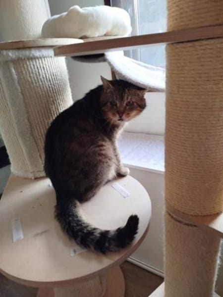 Gandalf der zahnlose Graue