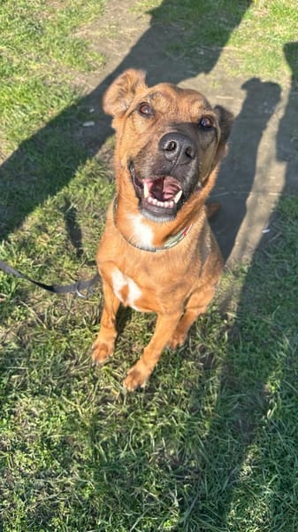 Scooby sucht sein neues Zuhause