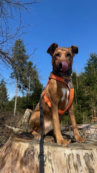 Scooby sucht sein neues Zuhause