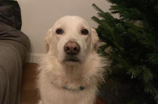 Tancau - wartet in 47661 Issum