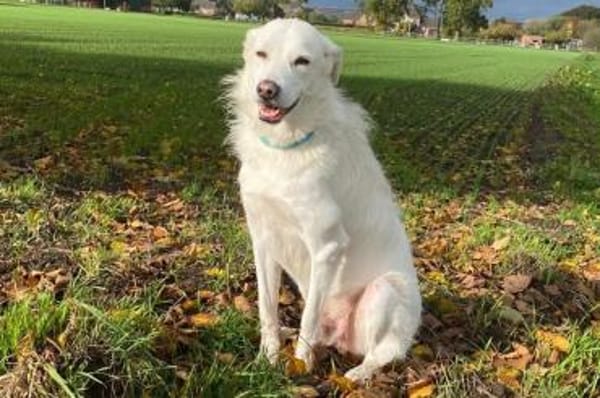 Tancau - wartet in 47661 Issum